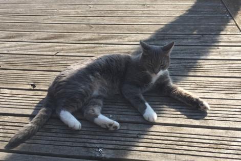 Alerte Disparition Chat Mâle , 10 ans Ormes France