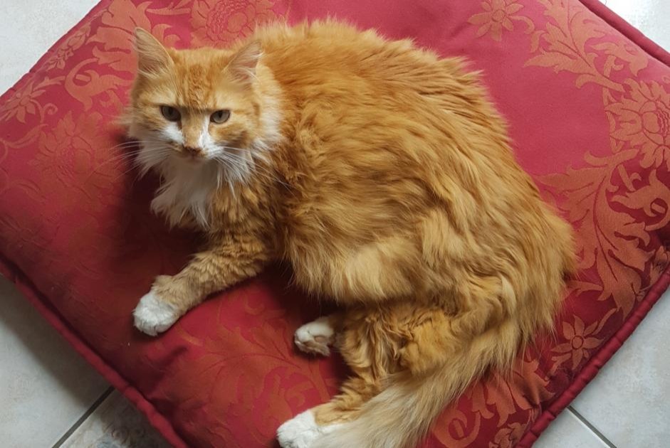 Alerte Disparition Chat  Mâle , 10 ans Saint-Hilaire-Saint-Mesmin France