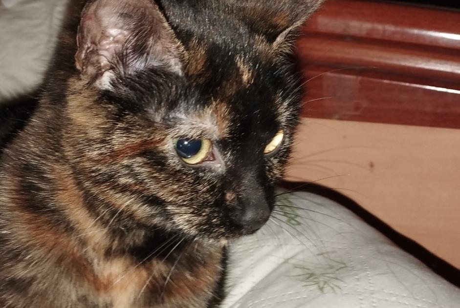 Avviso Ritrovamento Gatto incrocio di razze  Femmina Cepoy Francia